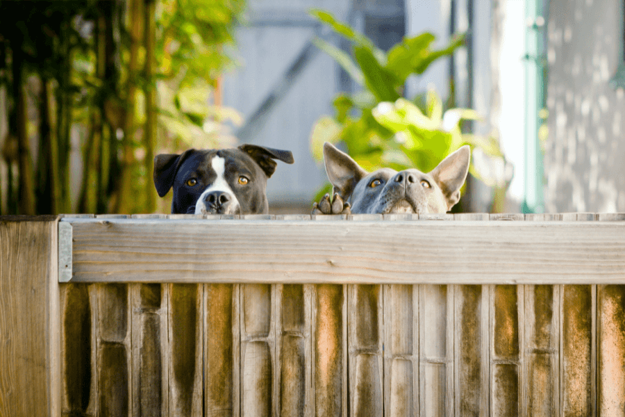 Best Types of Fences for Dogs
